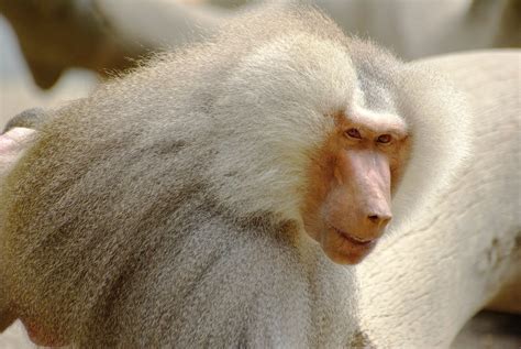 babuíno branco - preto e branco